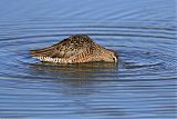 Long-billed Dowitcherborder=